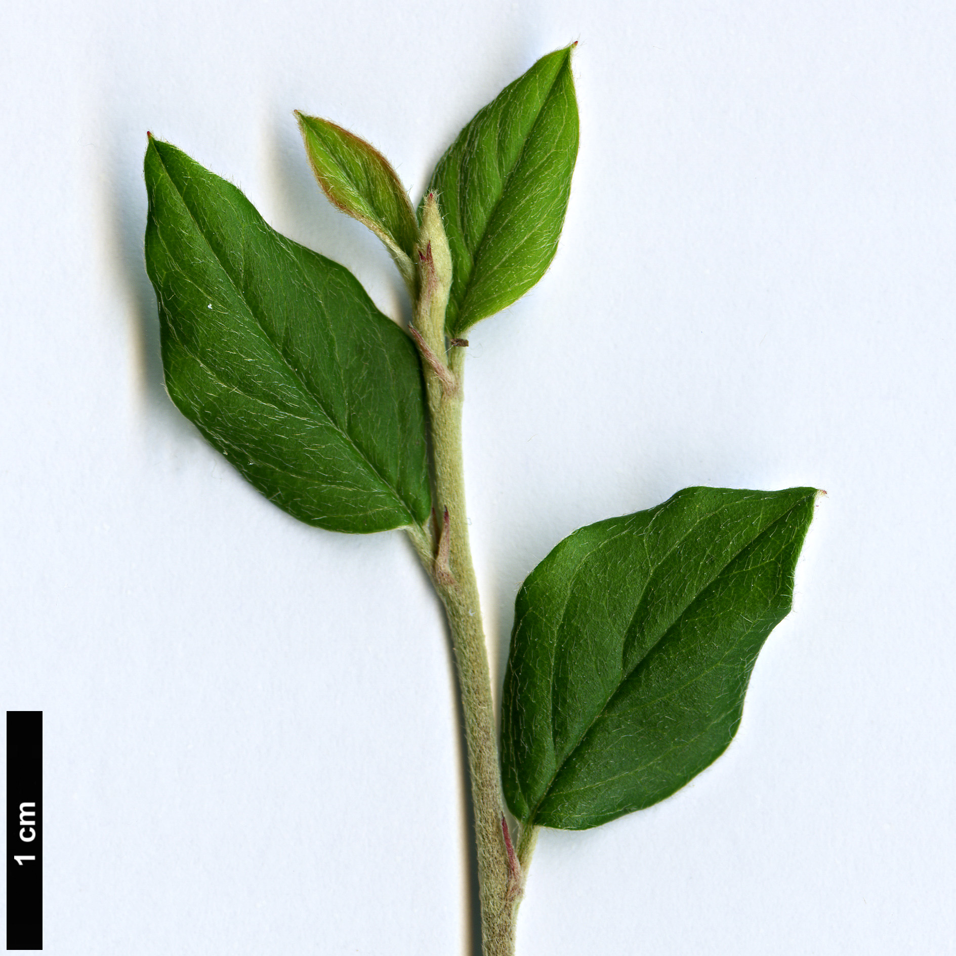 High resolution image: Family: Rosaceae - Genus: Cotoneaster - Taxon: declinatus